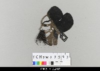 藏品(中國湖北皮影戲偶頭-生)的圖片